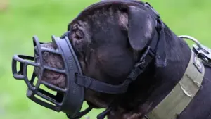İngiltere’de Çocuklar İçin Yeni Köpek Güvenliği Düzenlemesi