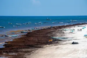 Meksika’da Tulum sahilleri sargassum istilasıyla mücadele ediyor